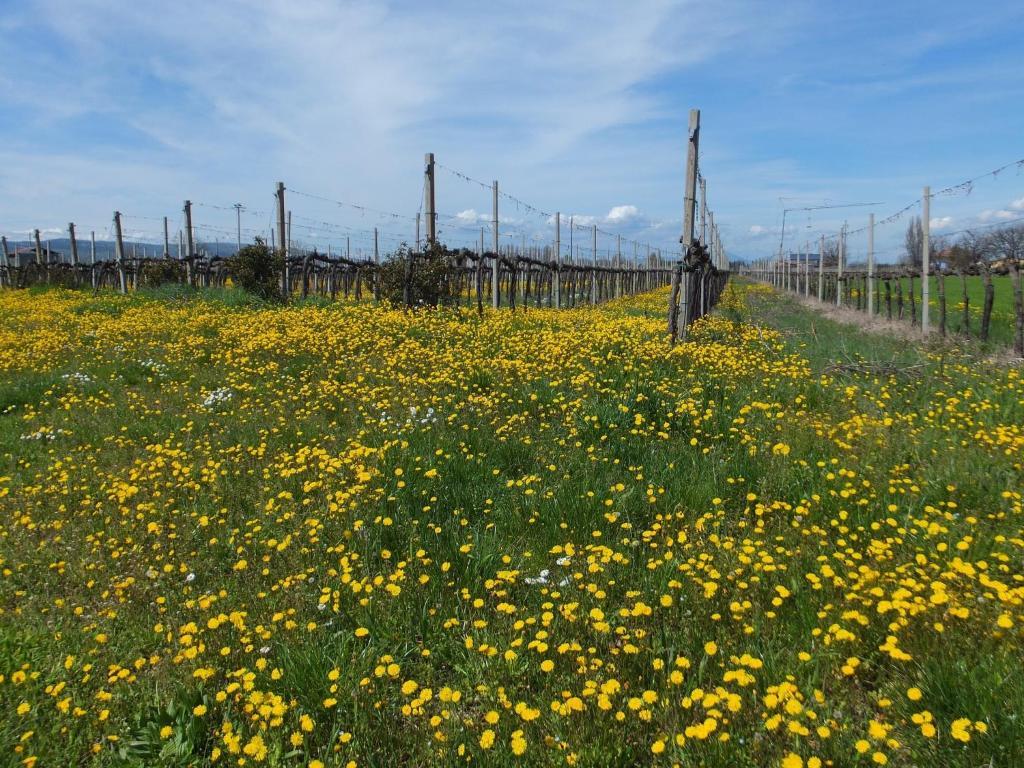 منزل الضيف فولينيو  في Cascina Antonini المظهر الخارجي الصورة